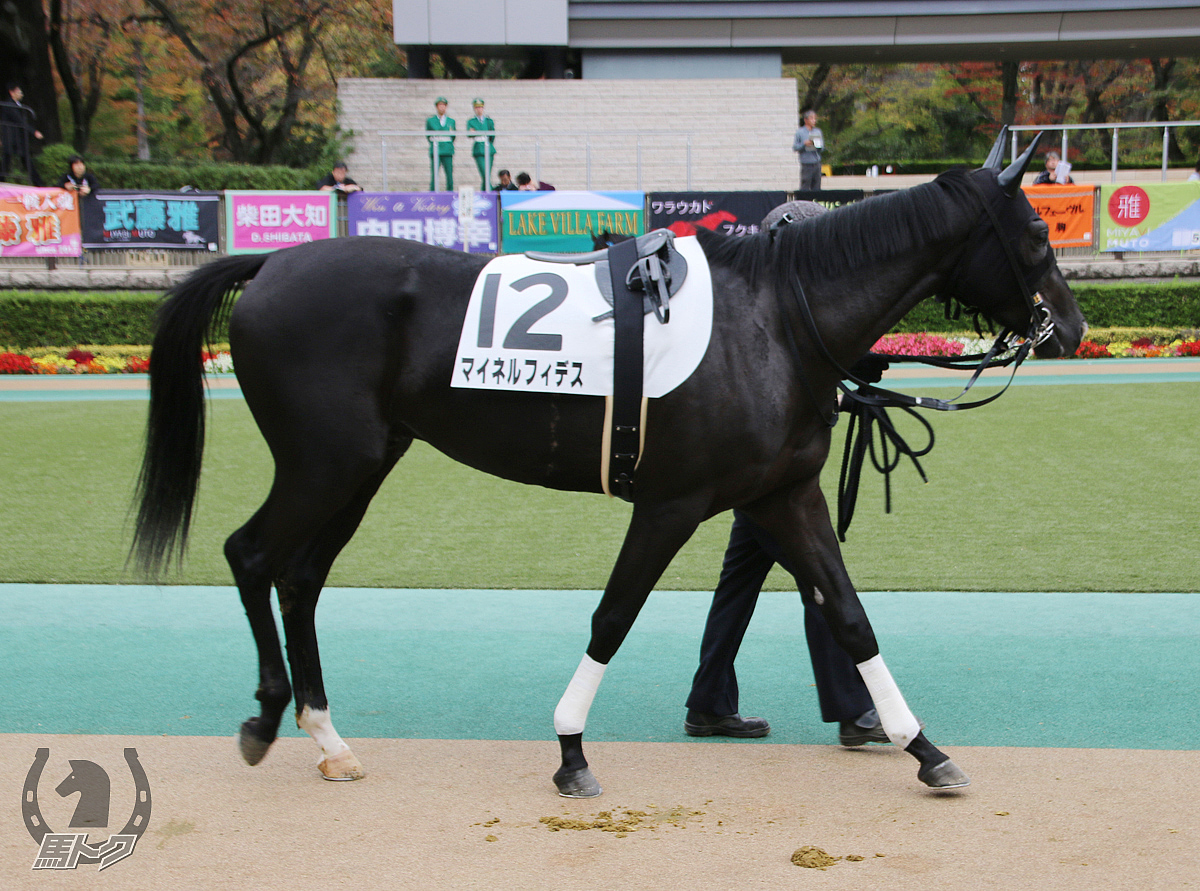 マイネルフィデスの馬体写真