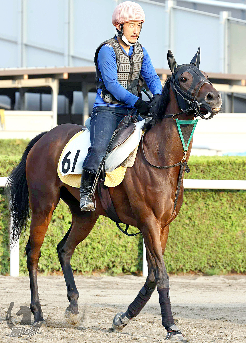 アスタールビーの馬体写真