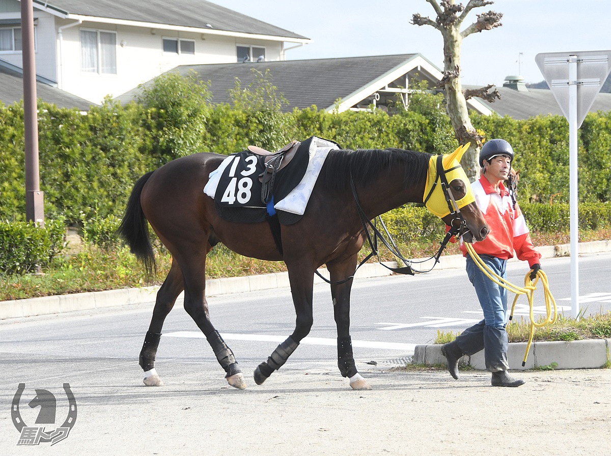 トモジャチャーリーの馬体写真