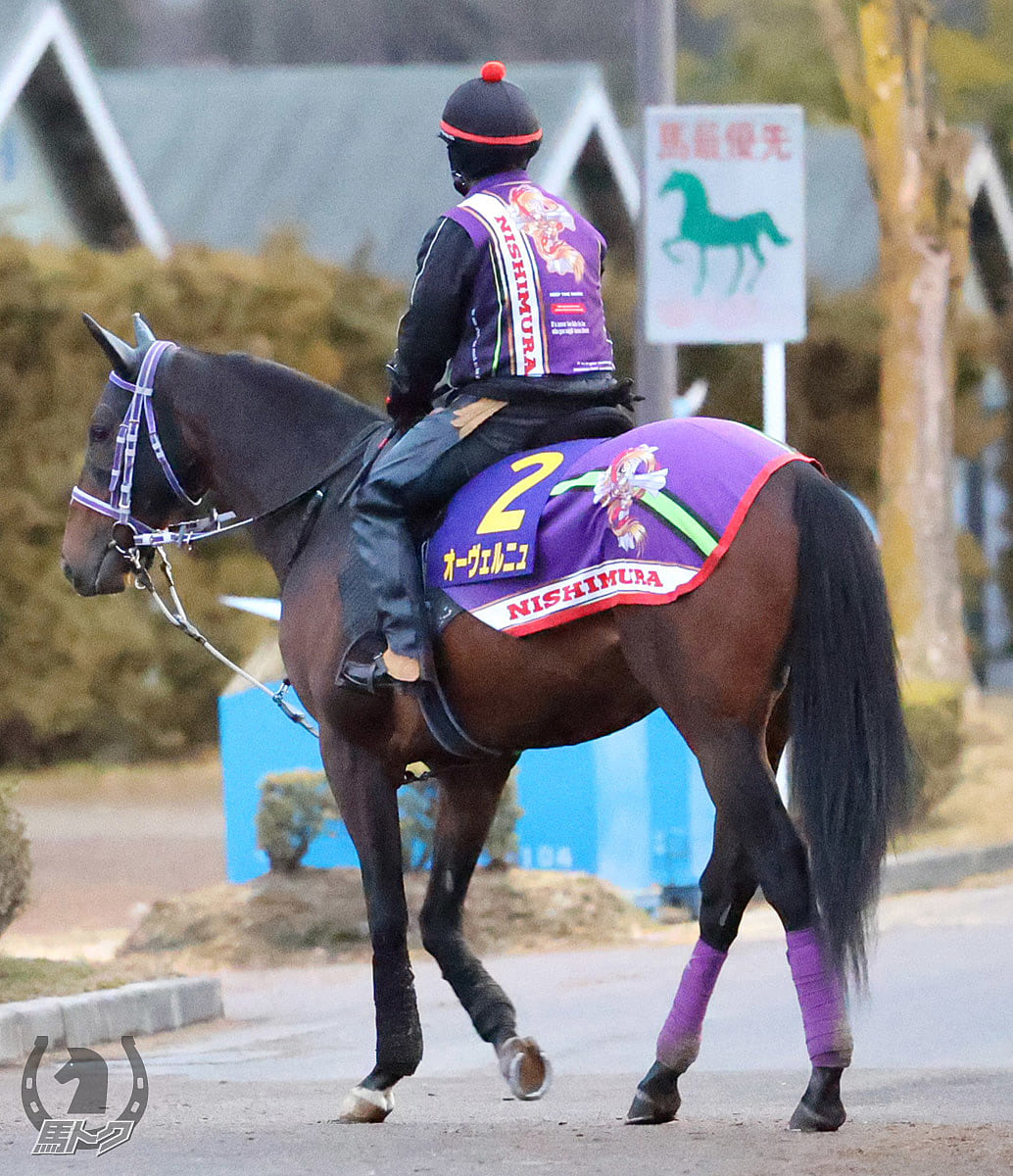 オーヴェルニュの馬体写真