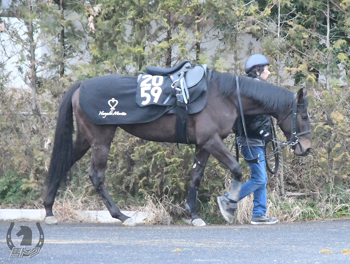 ワンダーグロウスの馬体写真