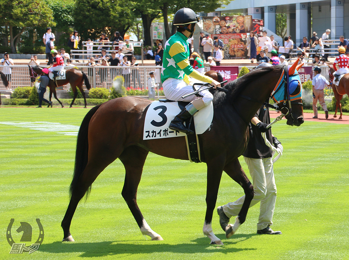 スカイポートの馬体写真