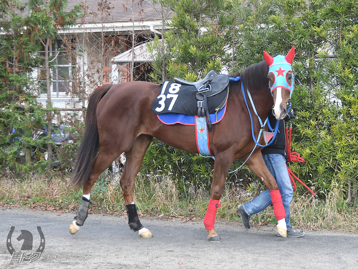 エイシンホープの馬体写真