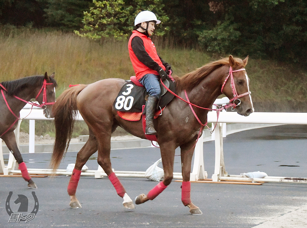 ゴールドメジャーの馬体写真