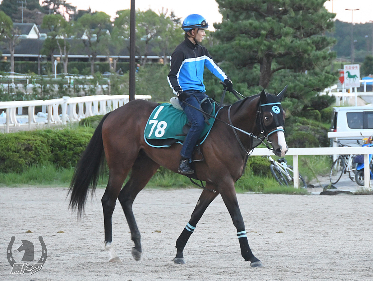 メイショウクライムの馬体写真