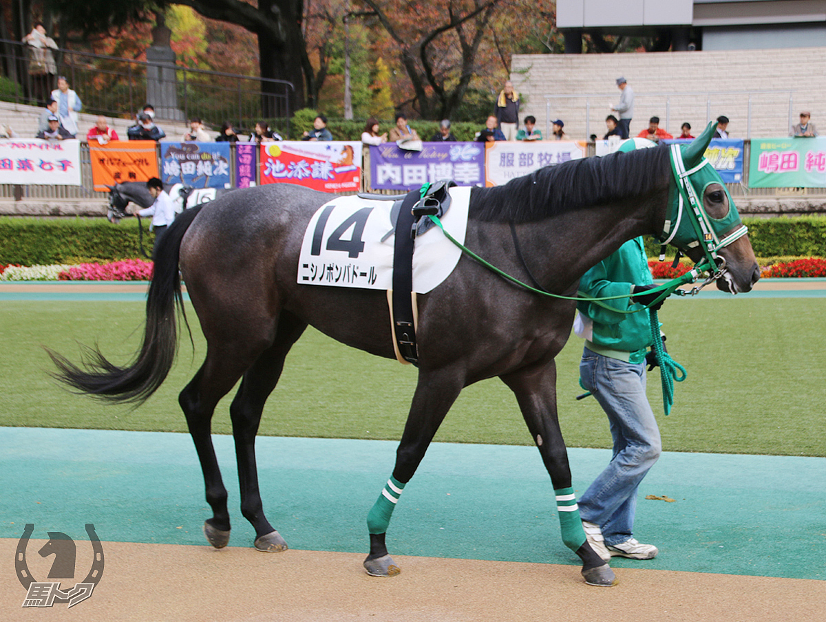 ニシノポンパドールの馬体写真