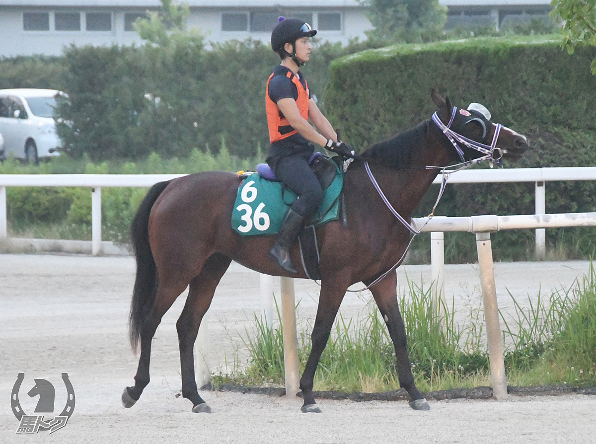 ユンゲンハフトの馬体写真