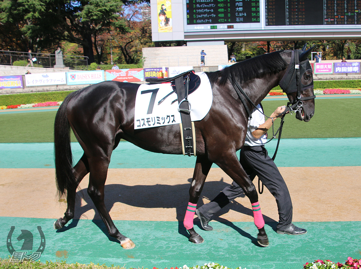 コスモリミックスの馬体写真