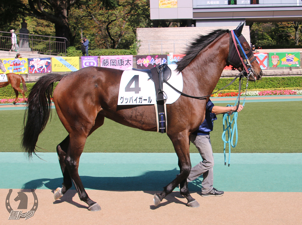 グッバイガールの馬体写真