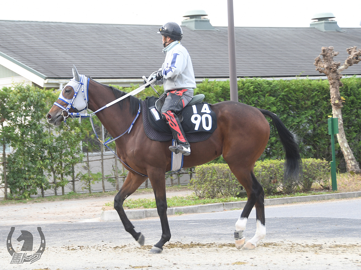 メイショウビジューの馬体写真