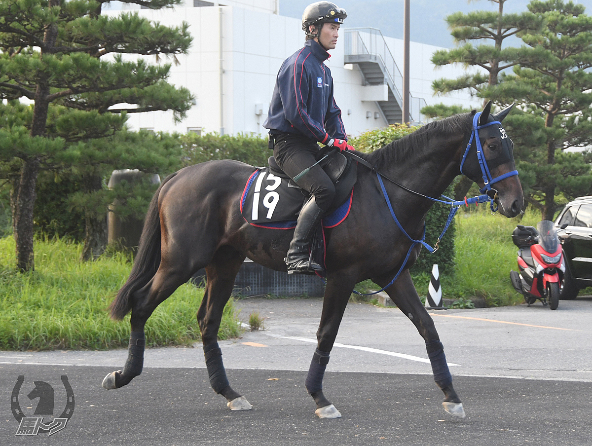 スペシャルトリップの馬体写真