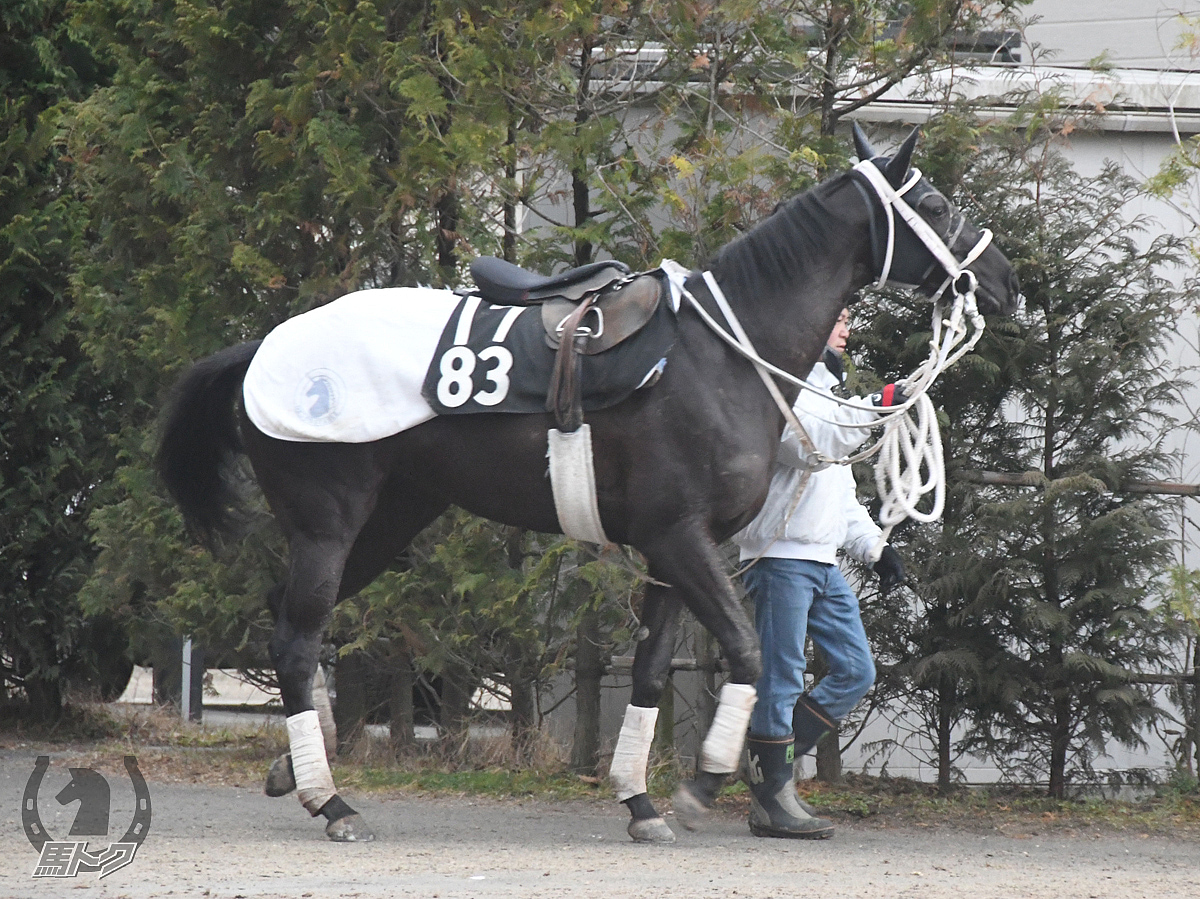ブラックフェアリーの馬体写真