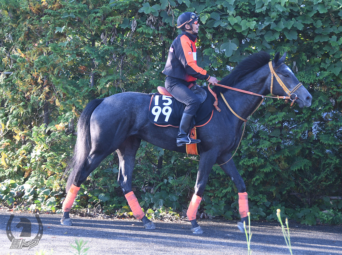 イルフェソレイユの馬体写真