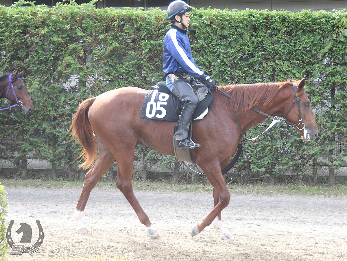 ブルベアブルーノの馬体写真