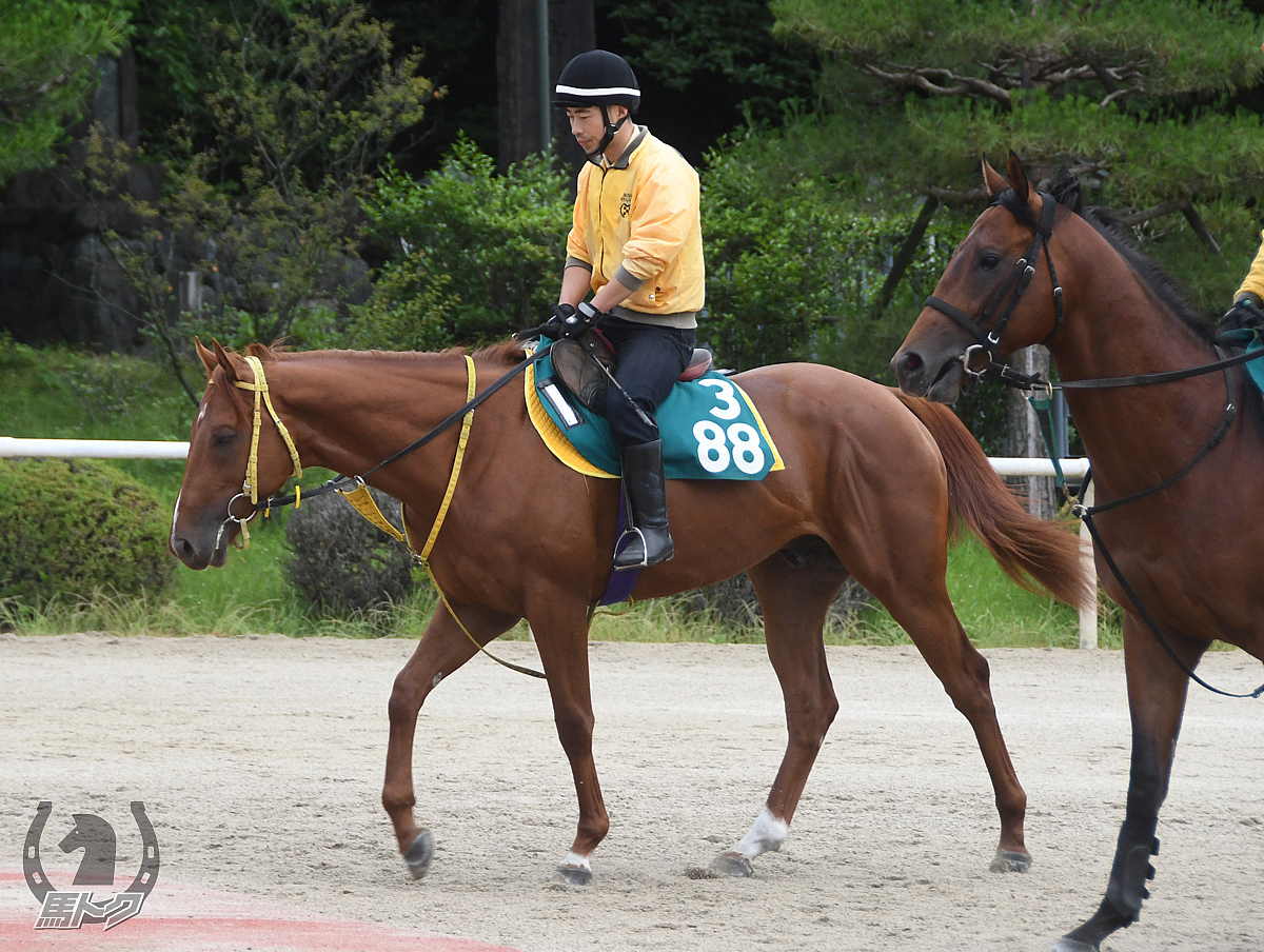 メイショウトーチの馬体写真