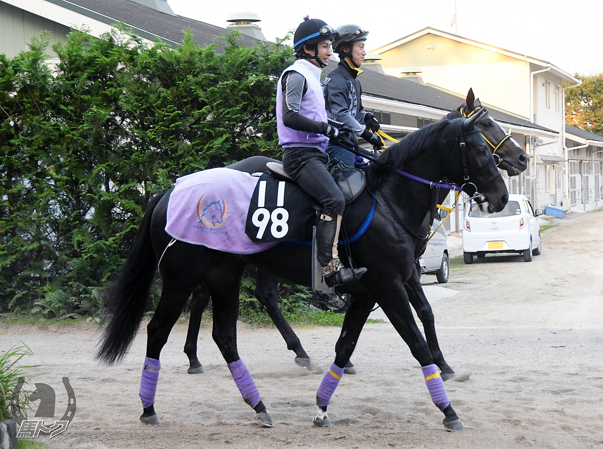 ロードワンダーの馬体写真