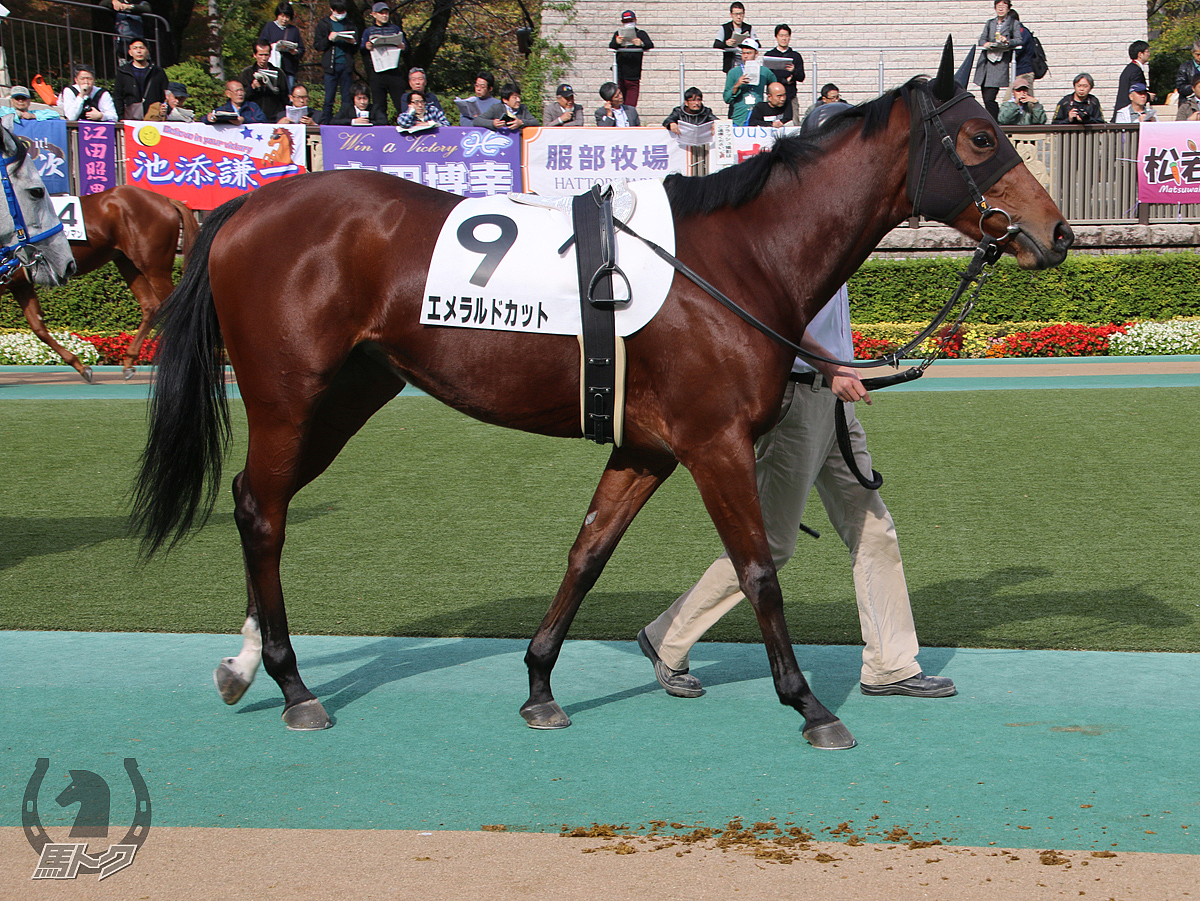 エメラルドカットの馬体写真