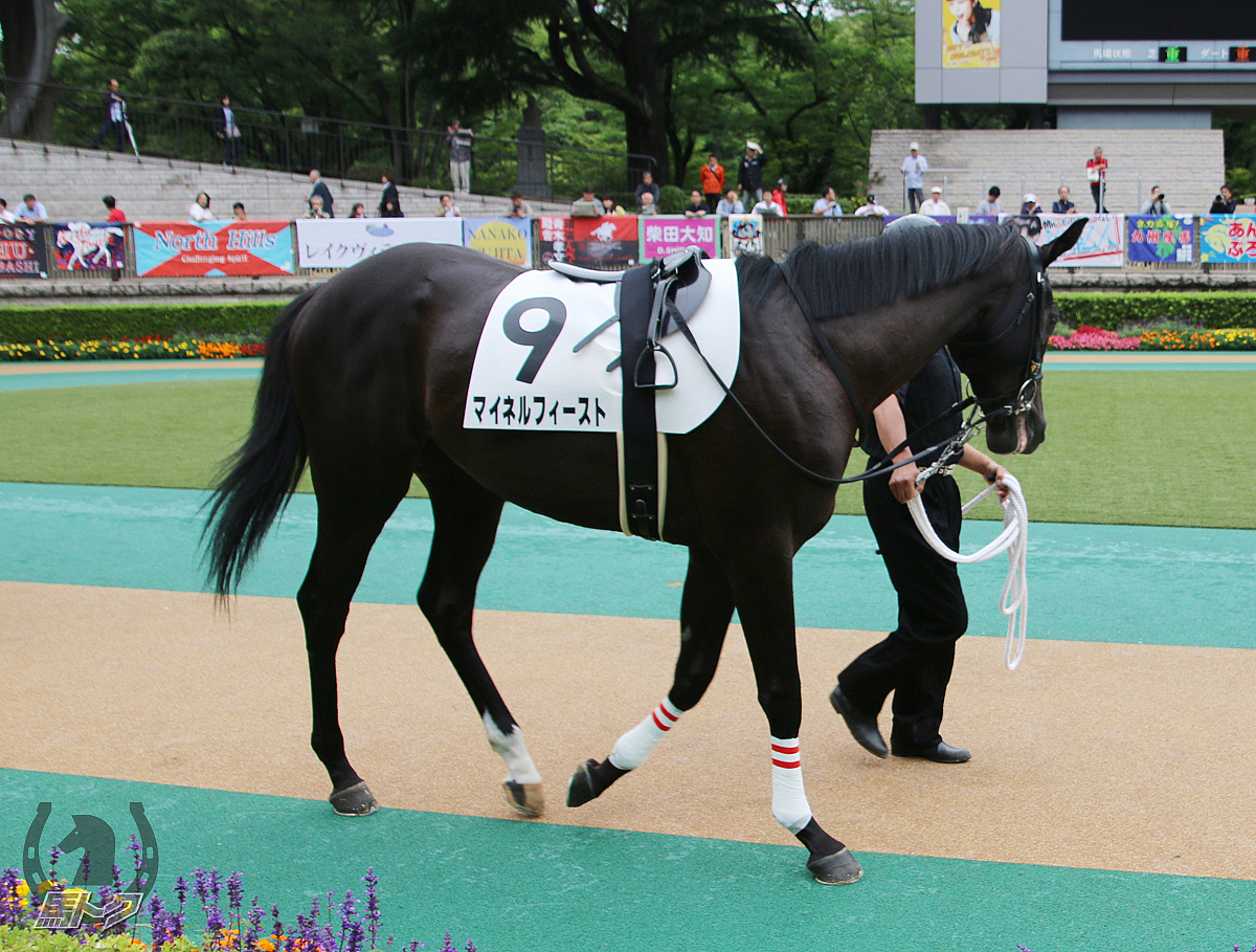 マイネルフィーストの馬体写真