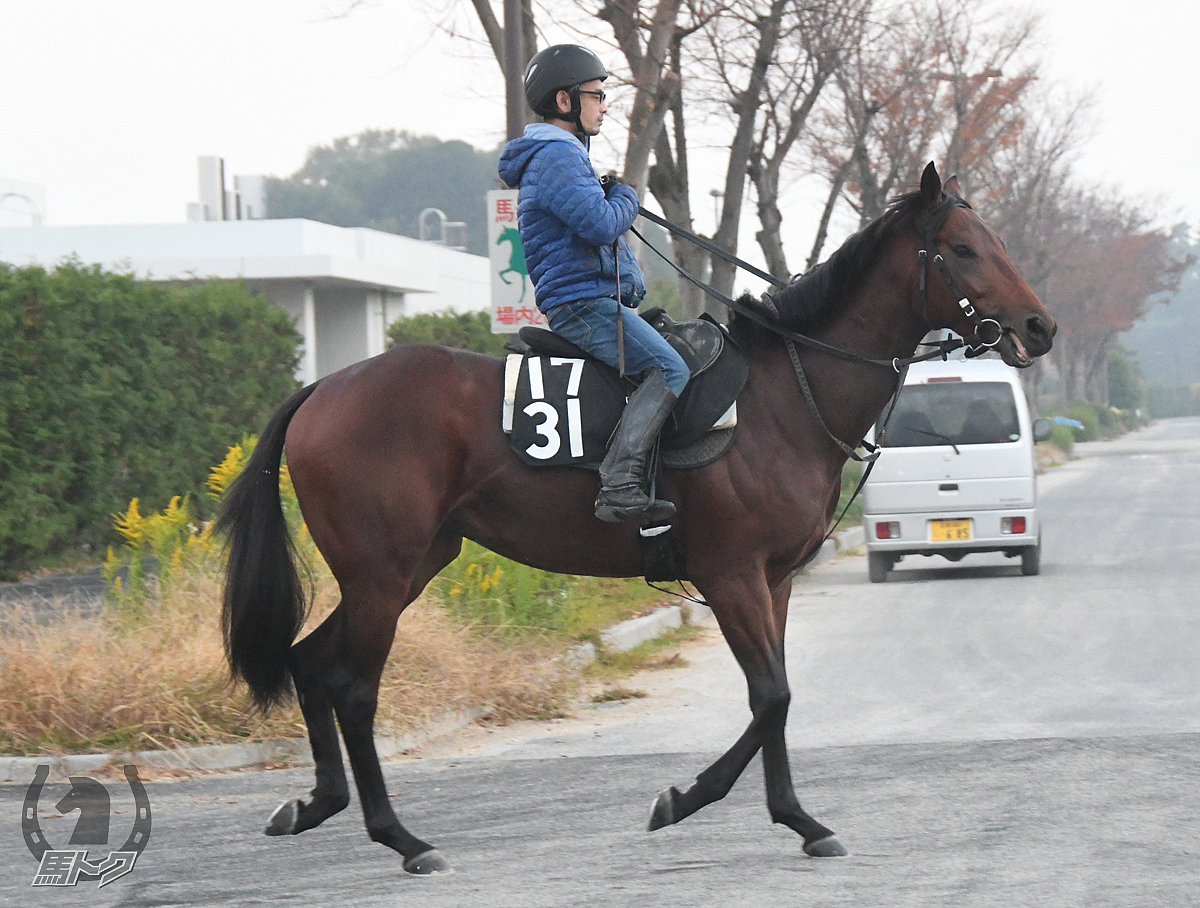 ナリタブルグの馬体写真