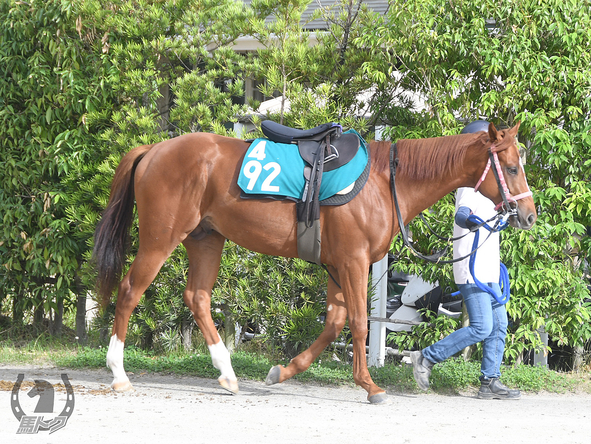 エスペランサボスの馬体写真