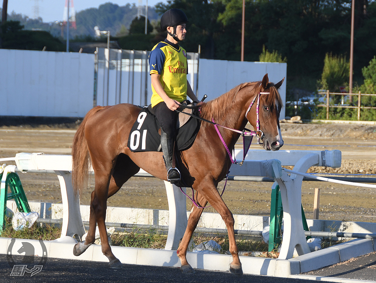 ブルベアローザの馬体写真