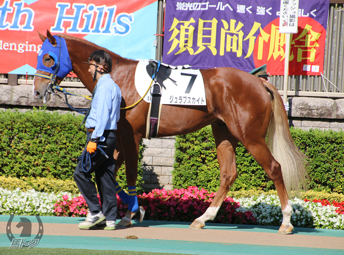 ジュラブスカイトの馬体写真