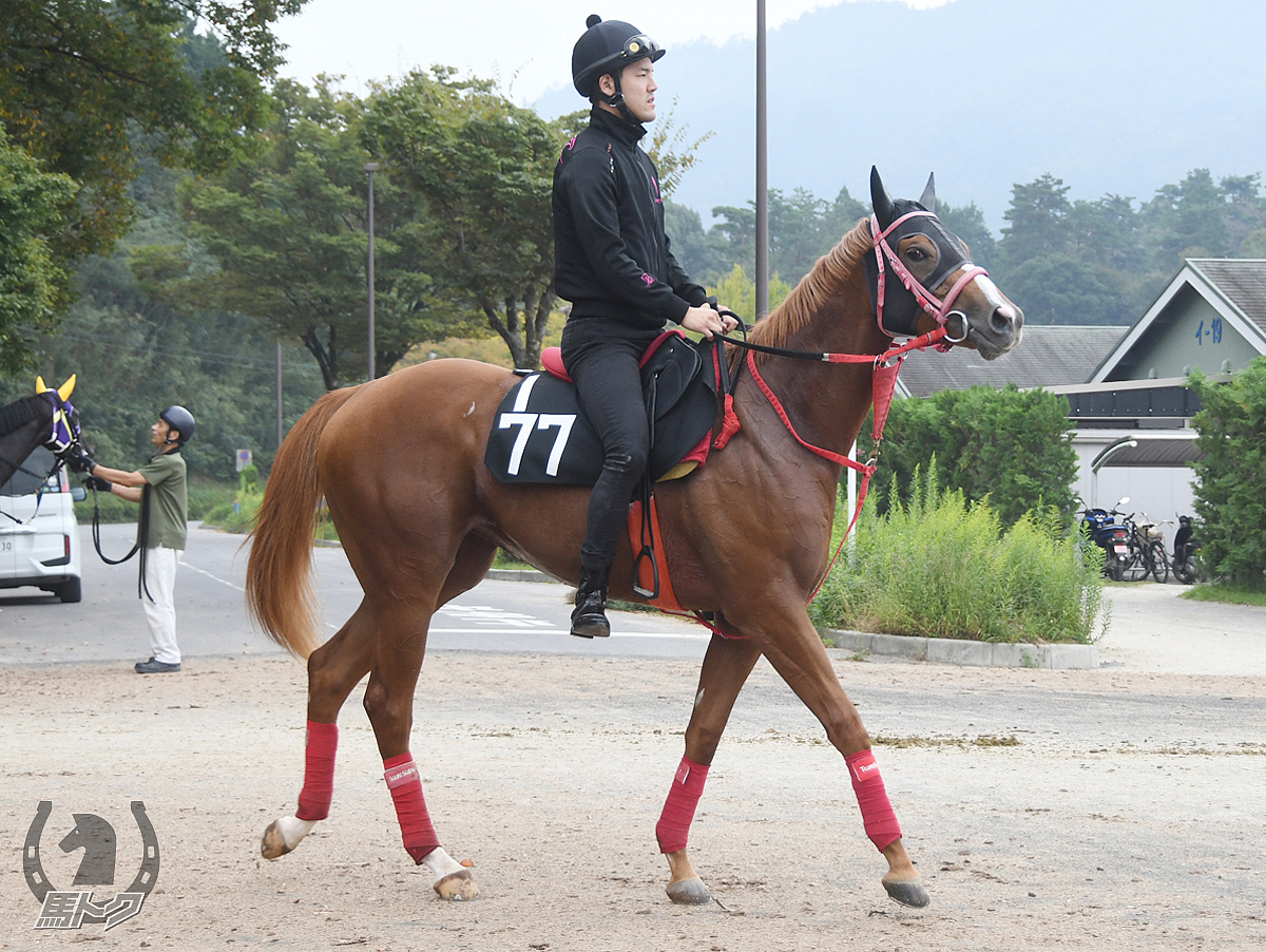 エラーブルの馬体写真