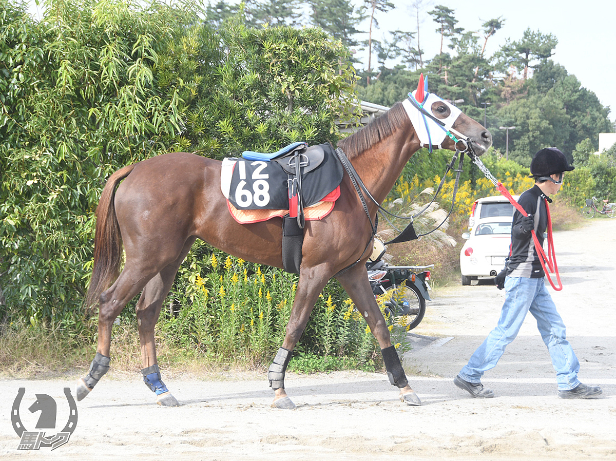 クイーンズクレストの馬体写真