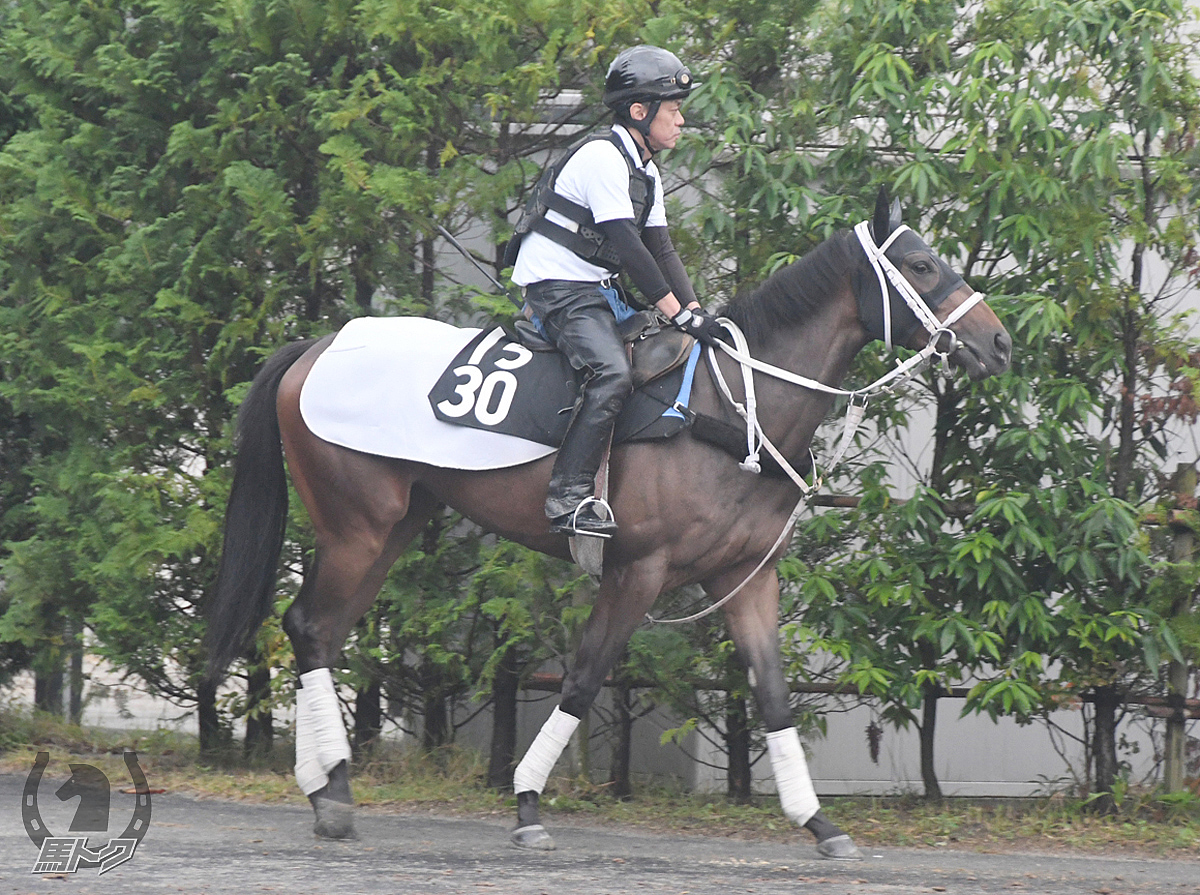 ルーナクオーレの馬体写真