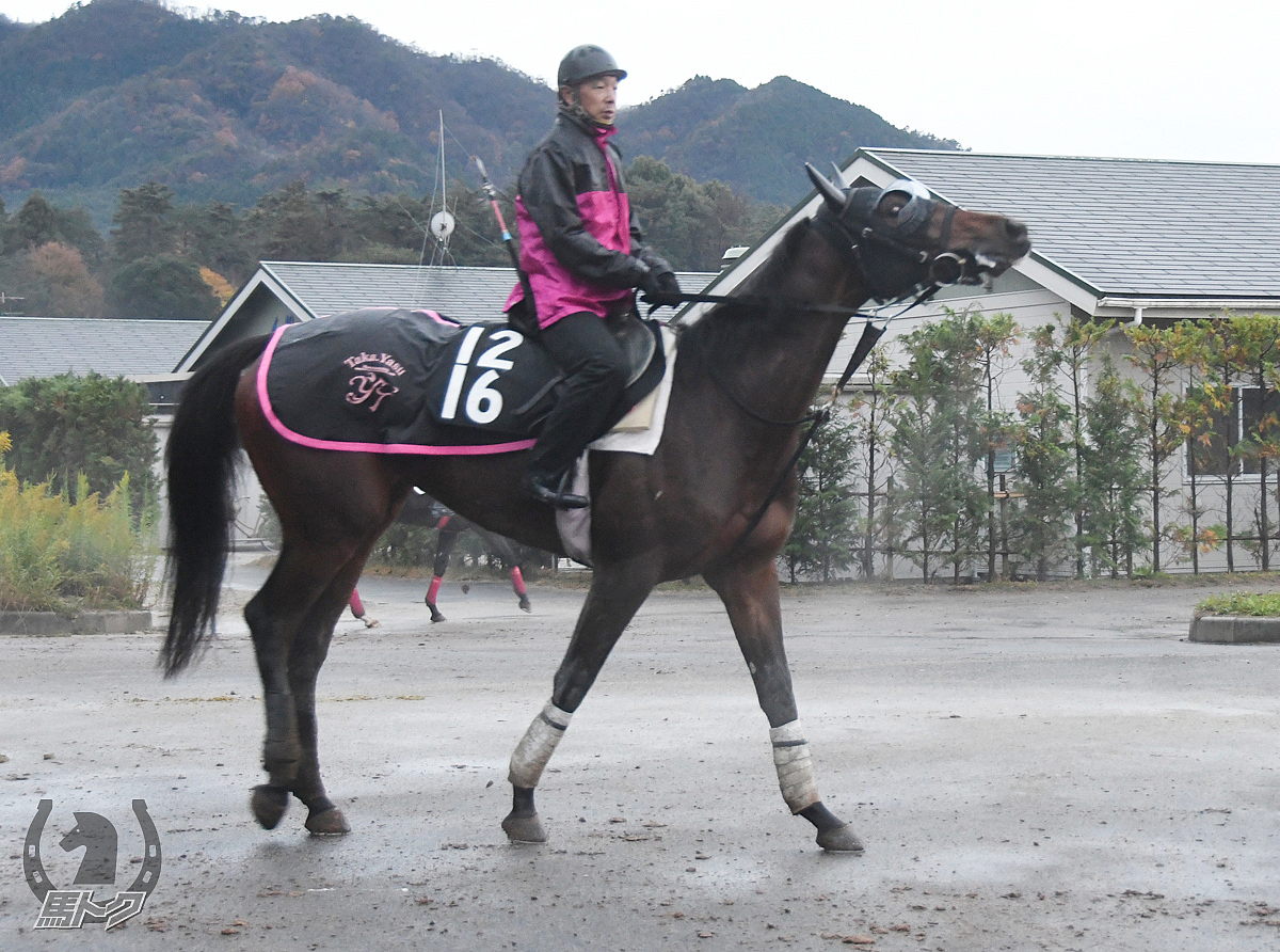 ミッキーバラードの馬体写真