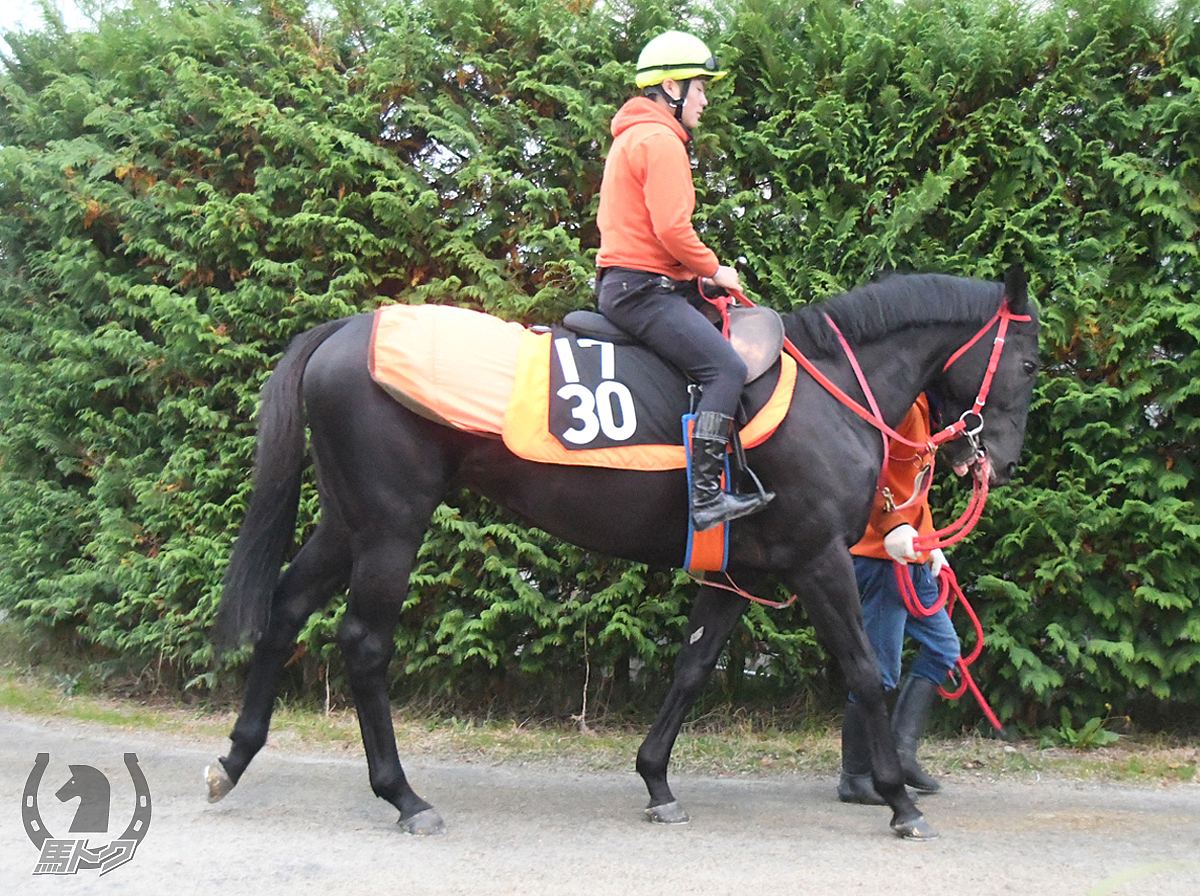 セイウンカイドウの馬体写真