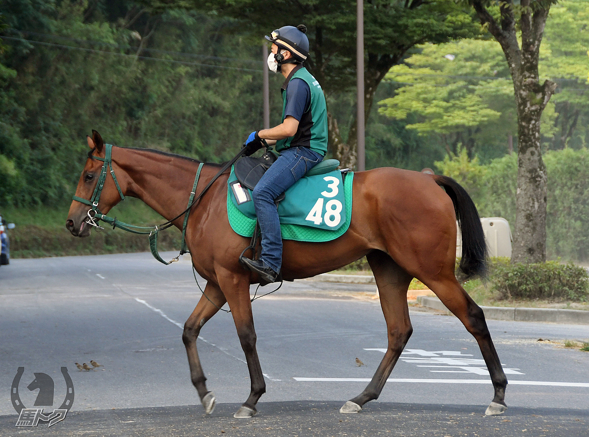 ラミエルの馬体写真