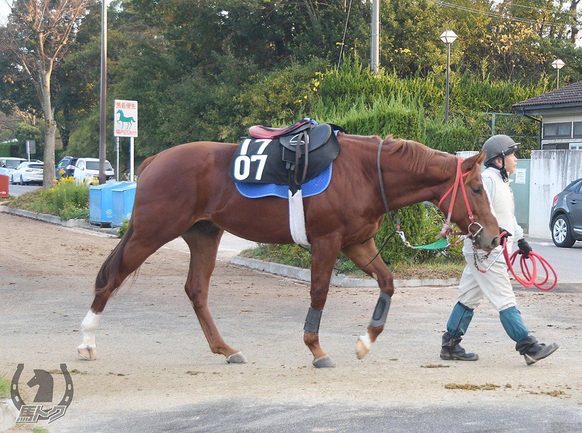 ブルベアブロンゾの馬体写真
