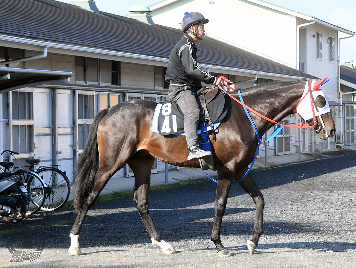 ビービーオネストの馬体写真