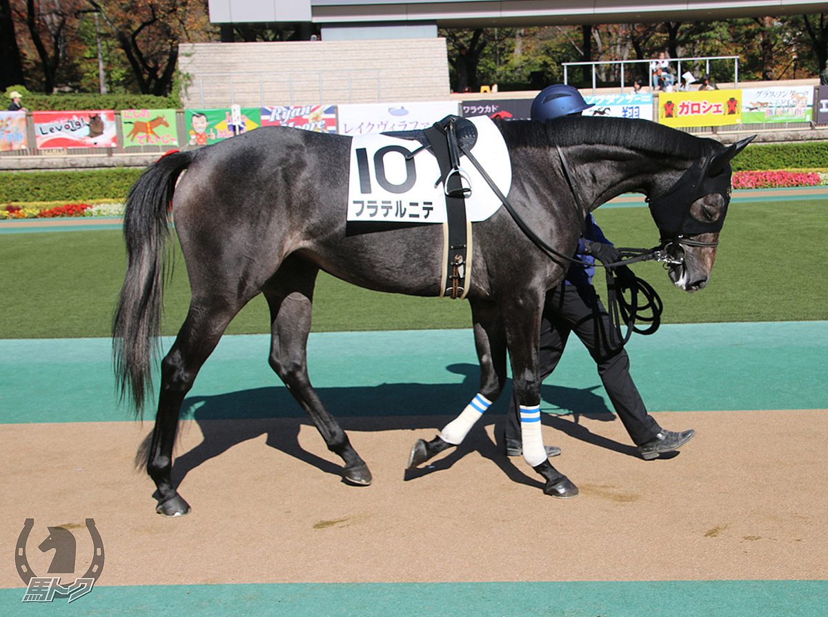 フラテルニテの馬体写真