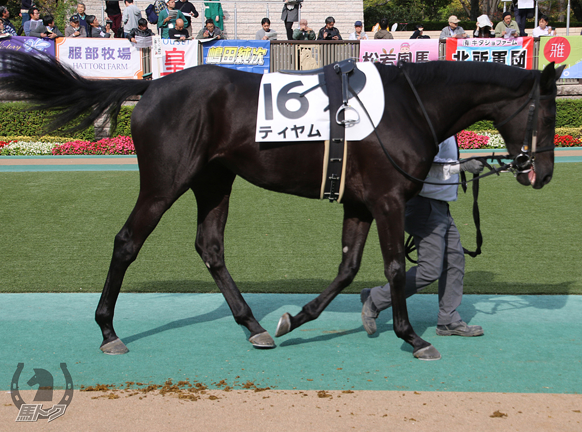 ティヤムの馬体写真