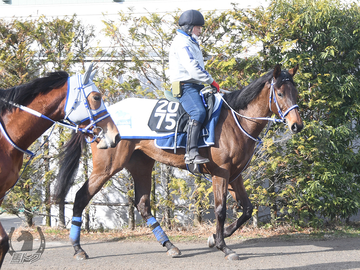 ビービールースの馬体写真