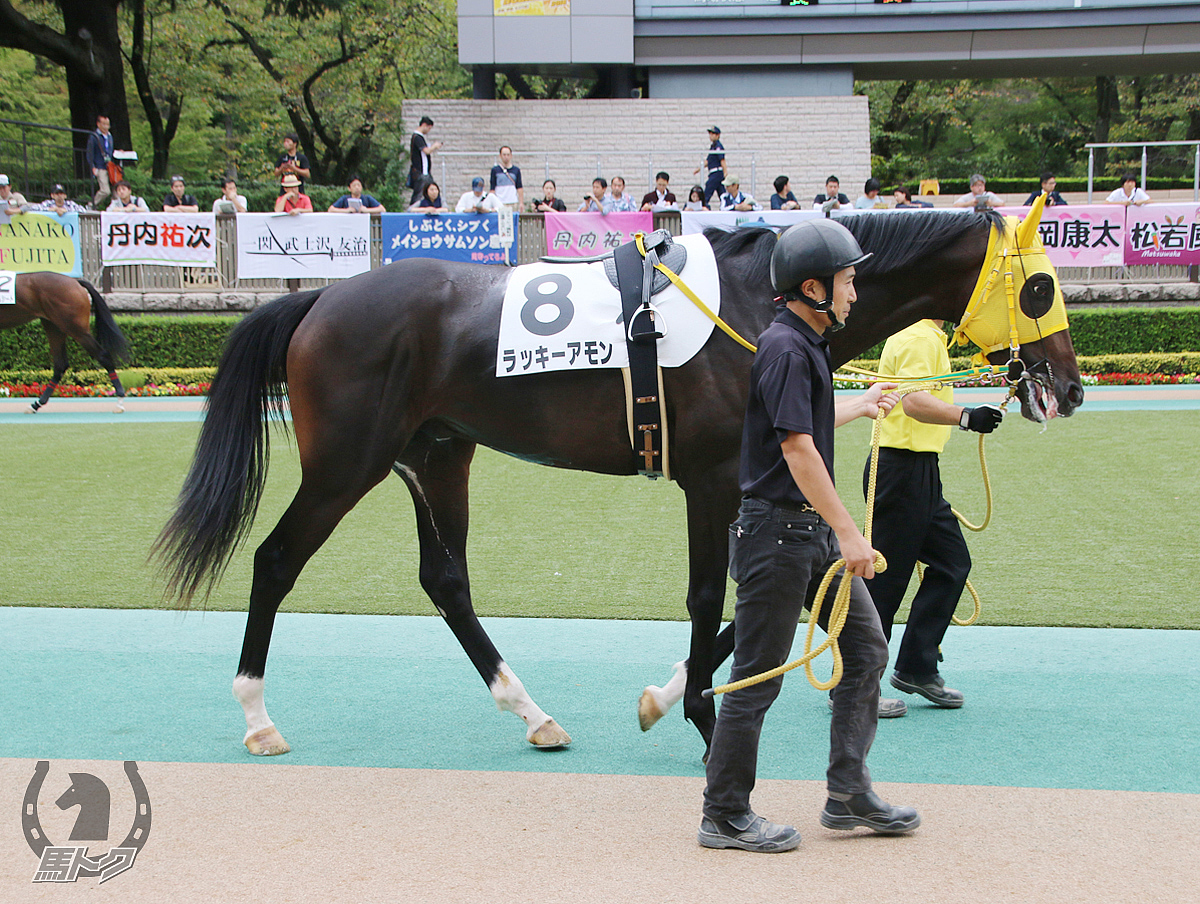 ラッキーアモンの馬体写真