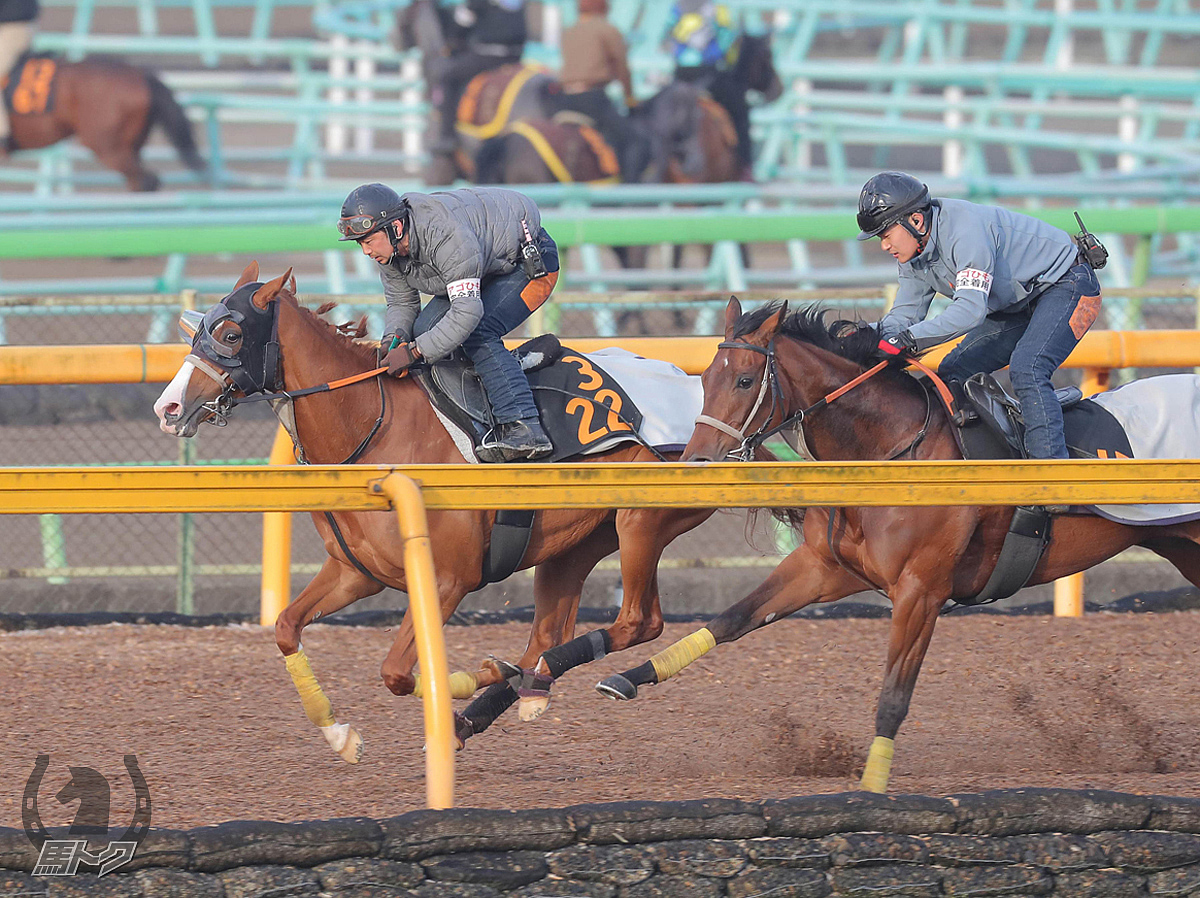 クラサーヴィツァの馬体写真