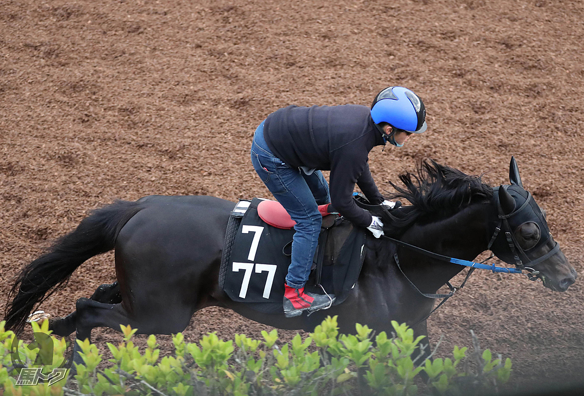 ハバナウインドの馬体写真