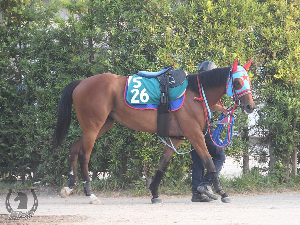 サルトアトランテの馬体写真