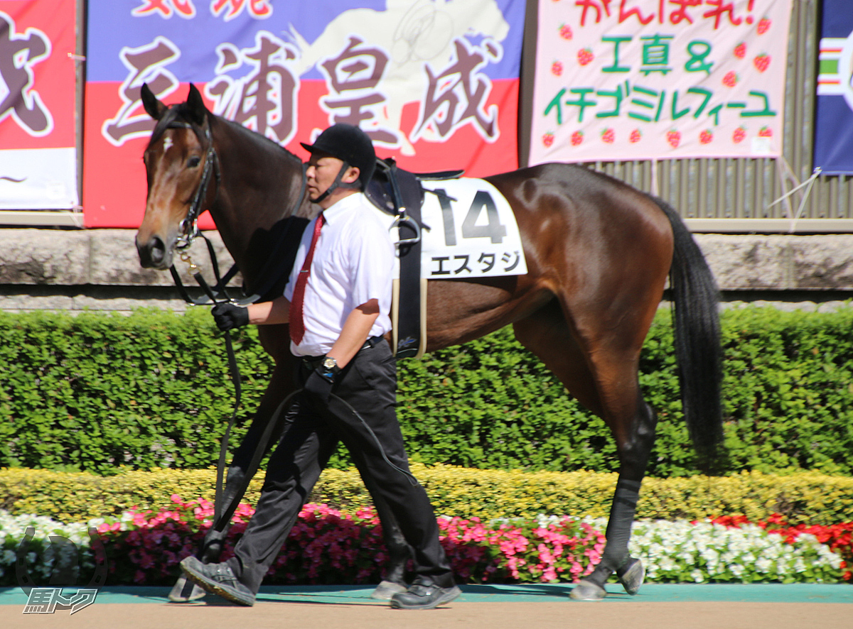 エスタジの馬体写真