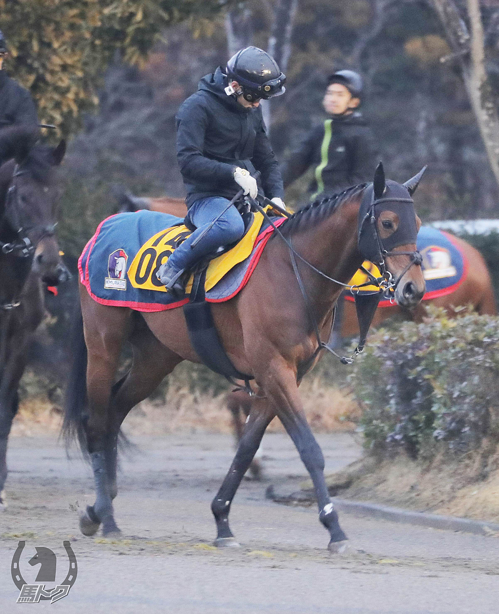 ハーメティキストの馬体写真