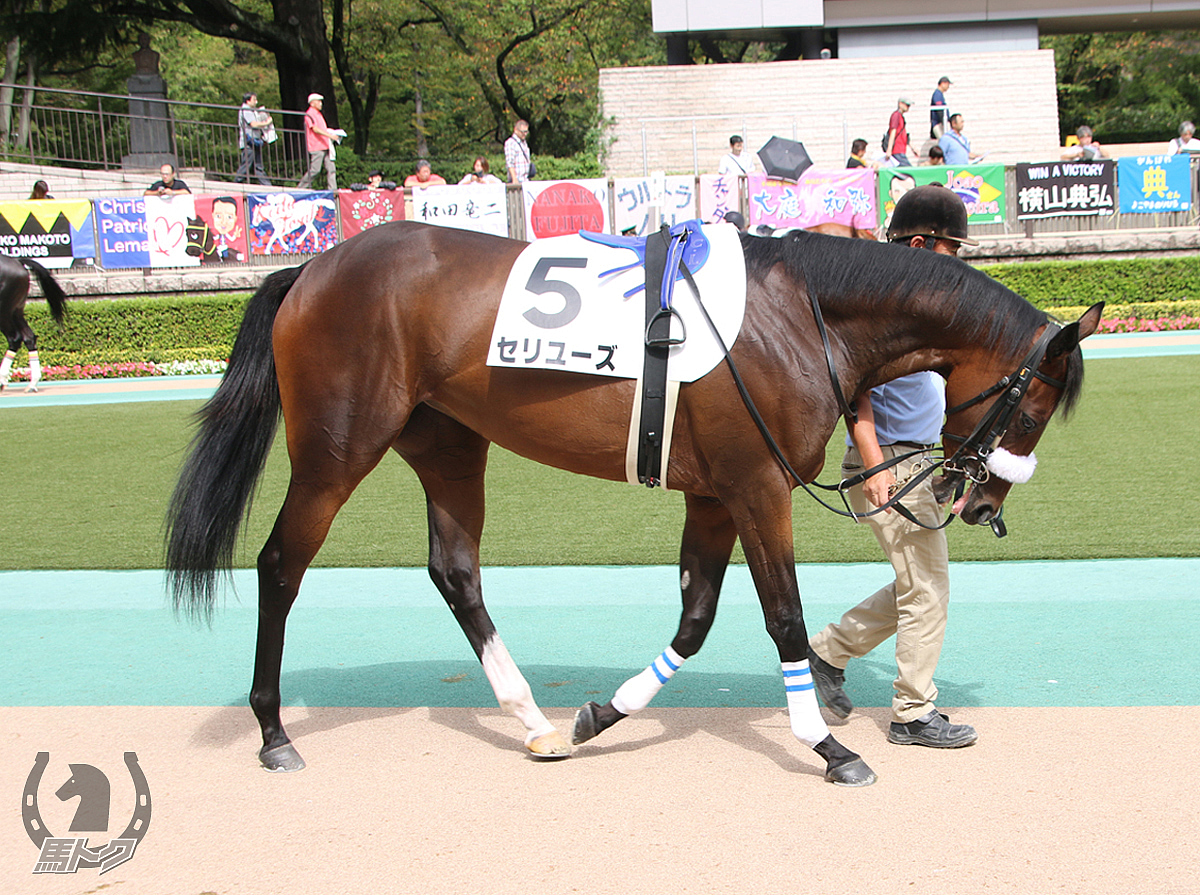 セリユーズの馬体写真