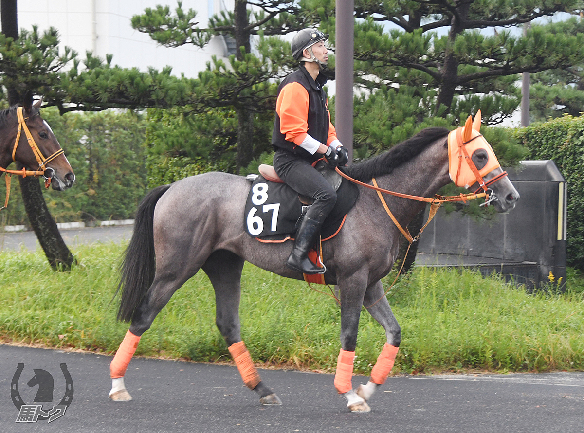 プライドランドの馬体写真