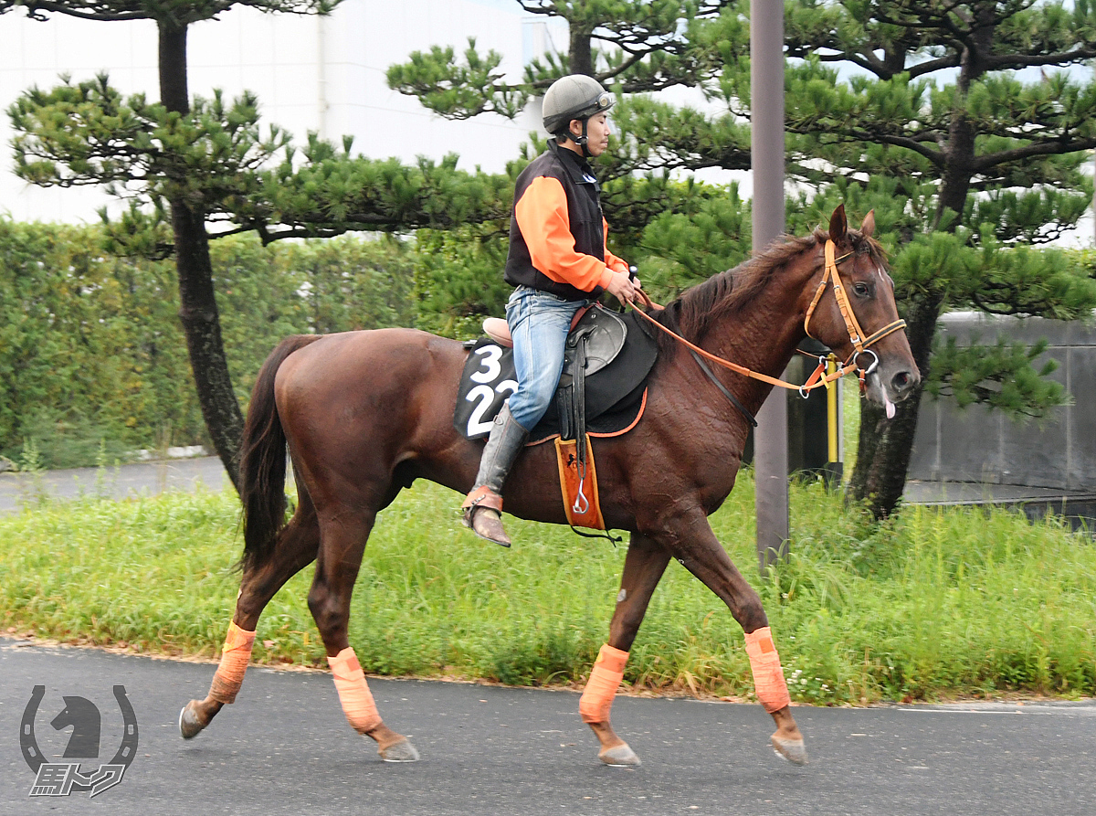 クレッセントムーンの馬体写真