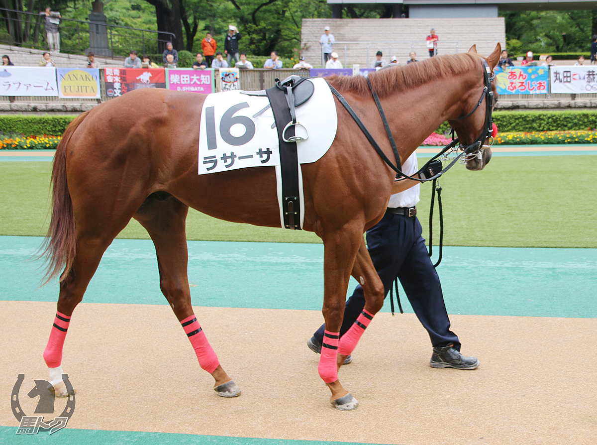 ラサーサの馬体写真