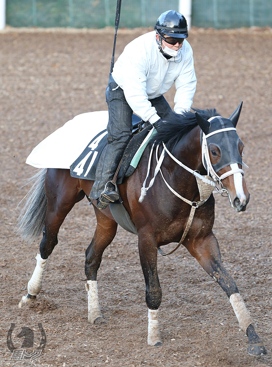 ジャミールフエルテの馬体写真