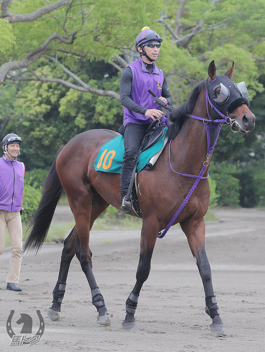 シャドウセッションの馬体写真