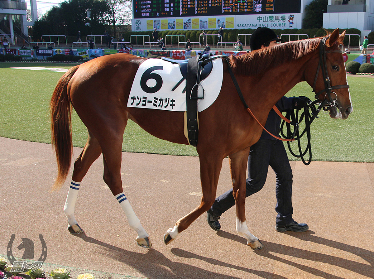 ナンヨーミカヅキの馬体写真